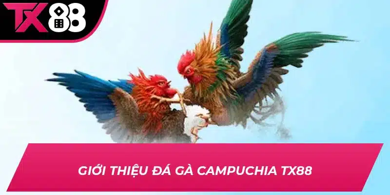 Giới thiệu đá gà Campuchia TX88