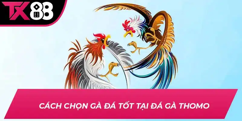 Cách chọn gà đá tốt tại đá gà Thomo